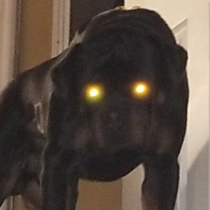 Meet your Posher, Darcie